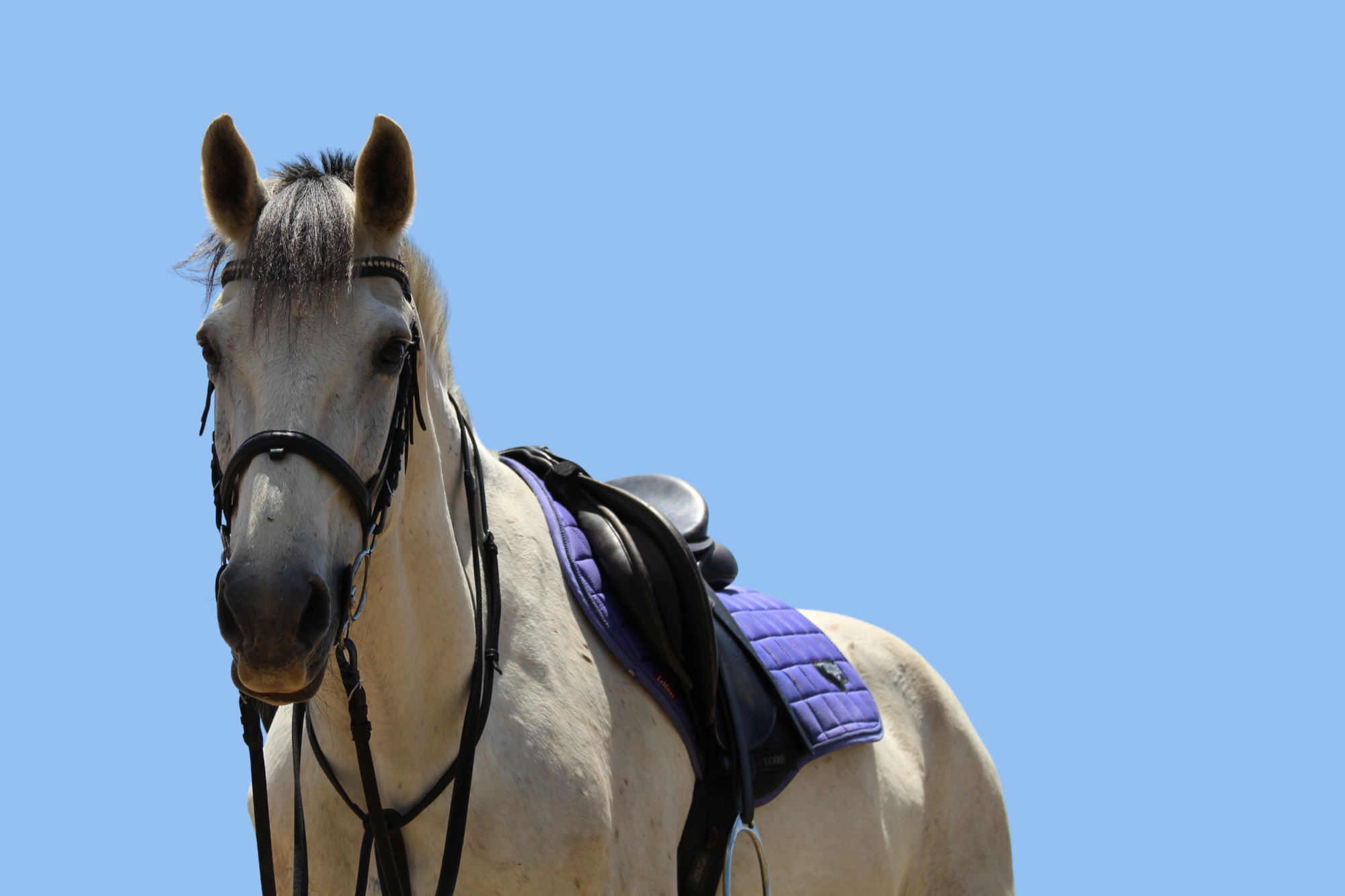 Riding at Rivendale